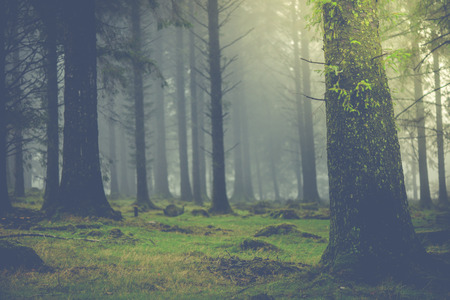 Magic light in autumn forest with fog in backgroundの写真素材