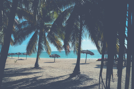 vintage look over caraibean beach behind palm treesの写真素材