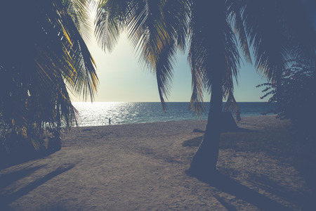 vintage look over caraibean beach behind palm treesの写真素材