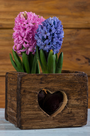 Spring bulb flowers in vintage wooden boxの写真素材