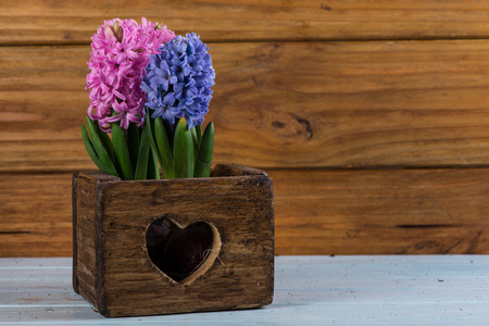 Spring bulb flowers in vintage wooden boxの写真素材