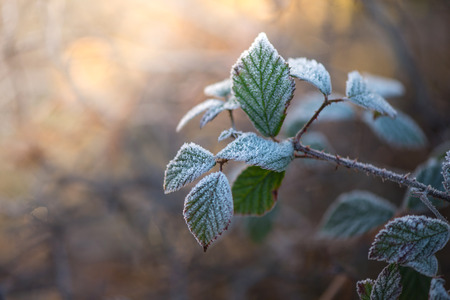 Early morning frost on plantsの写真素材