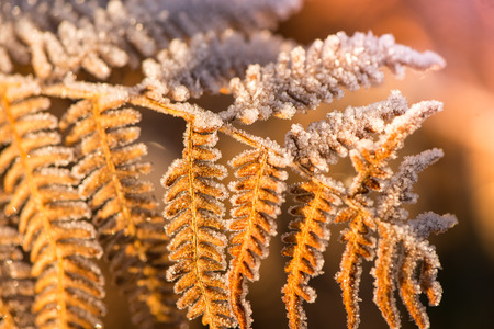 Leaf covered in frost on cold  winter morningの写真素材