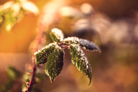 First frost over leaf with sunrise color in backgroundの写真素材