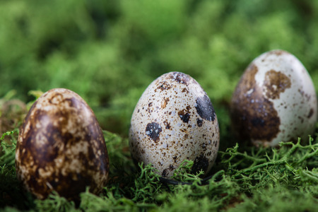 Easter background with quail eggs on green grassの写真素材