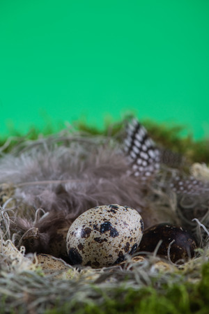 Easter background, quail eggs in nest with copy spaceの写真素材