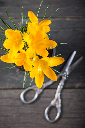 Spring crocus on wooden backgroundの写真素材