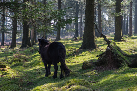 Wild pony horse grazing in old forestの写真素材