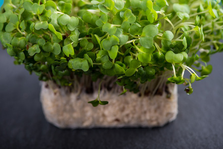 Fresh cress salad on black slate backgroundの写真素材
