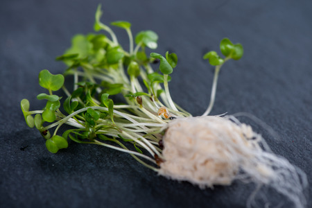 Fresh cress salad on black slate backgroundの写真素材