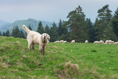 traditional sheep grazing on hills in polish mountains