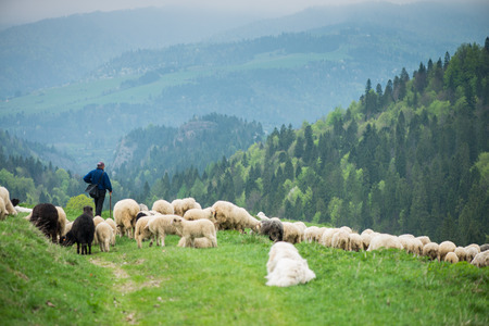 traditional sheep grazing on hills in polish mountainsの写真素材