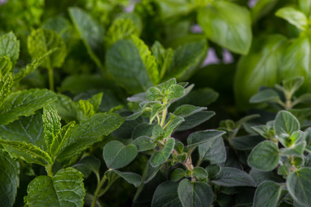 Fresh herbs from home garden, green food backgroundの写真素材
