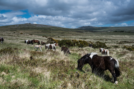 Wild ponny horse grazing in moor land in Devon, UKの写真素材
