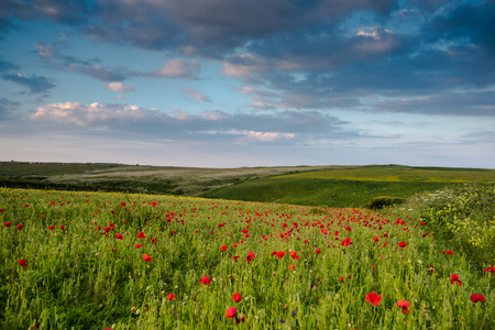 Idyllic landscape with summer wild flowers  meadow in West Pentire,Cornwall at twilight