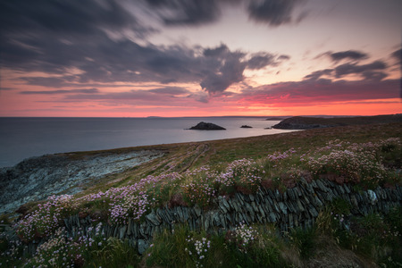 Dramatic sunrise over cliffs with wild flowers in Cornwall, South West Englandの写真素材