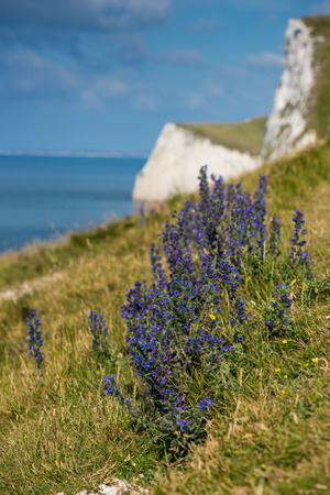 White cliffs in Jurassic Coast beach in Dorset, UK panoramic view