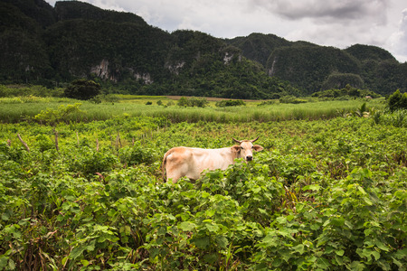 Cow in Mountains landscape of mogote in Vinales Valley in Cuba.の写真素材