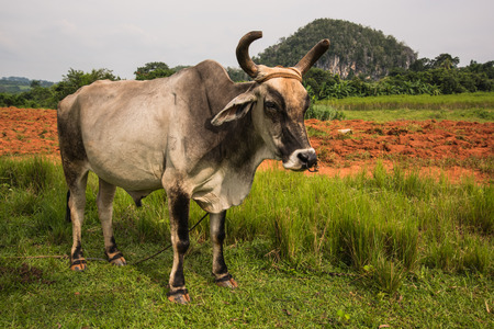 Cow pasture in Valley Vinales in Cuba.の写真素材