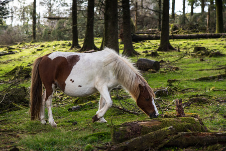 Wild pony horse grazing in autumn forest in Dartmoor National PArkの写真素材