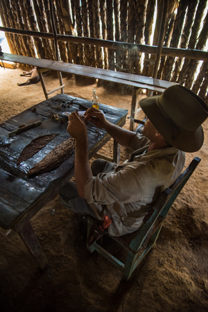 Vinales Valley, Cuba - September 24, 2015: Young Cuban farmer making hand rolled cigars, using olny best quality organic tobacco leafs.のeditorial素材