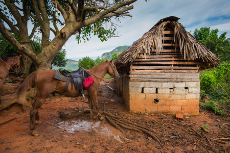 Horses resting on hill top in Vinales Valley, Cubaの写真素材