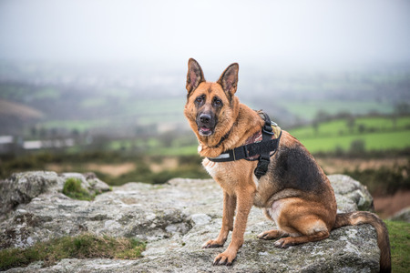 portrait of german shepherd working dog in harness outdoor