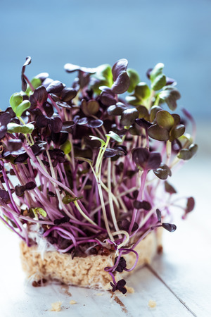 Fresh healthy seed sprouts, healthy and clean eating concept.の写真素材