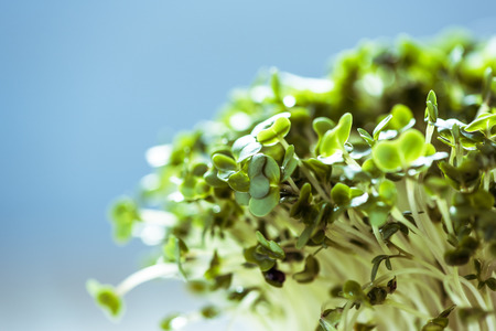 Fresh healthy seed sprouts, healthy and clean eating concept.の写真素材
