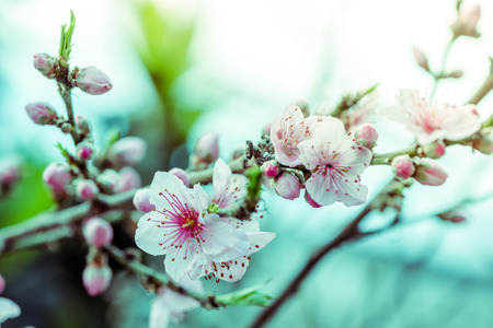 Blooming spring tree branch, filtered photo effect.の写真素材