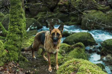 Portrait of active German Shepherd dog on walk outdoor in ancient forestの写真素材
