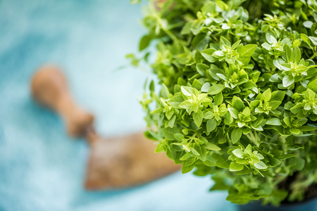 Fresh basil herb and vintage mezzalunaの写真素材