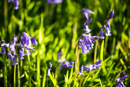 Bluebell spring flower, close up macro with sun raysの写真素材
