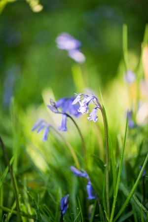 Bluebell spring flower, close up macro with sun raysの写真素材