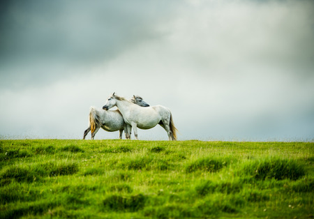 wild grey horses couple, love concept. Dramatic moorland landscape with stormy sky.の写真素材