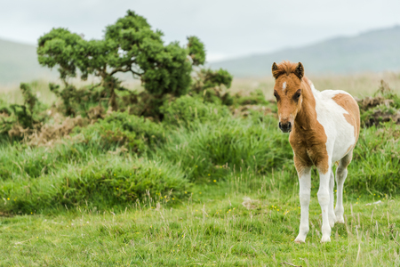 young wild pony horse in rural areaの写真素材