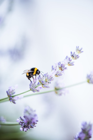 bumblebee on lavender bloom, macro viewの写真素材