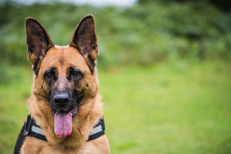 german shepherd close view on face, dog portraitの写真素材