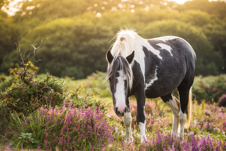wild pony horse at autumn morning in blooming meadowの写真素材