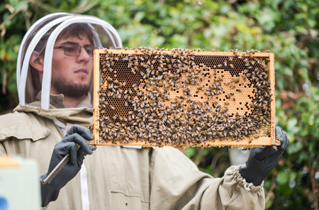 Beekeeper hold honeycomb frame with bees for inspection