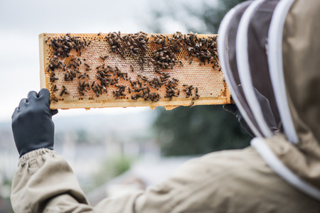 Beekeeper hold frame full of honey and bees
