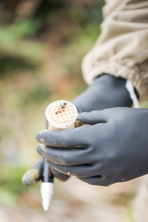 Beekeeper hold bee Queen for marking, hives inspection and apiary workの写真素材