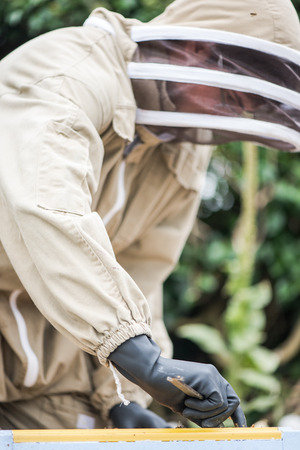 Beekeeper removing frames from hive for inspection or harvesting honey