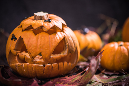 Spooky and scary jack o lantern pumpkin on autumn leavesの写真素材