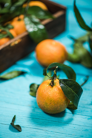 ripe hand picked tangerines on blue vibrant wooden tableの写真素材