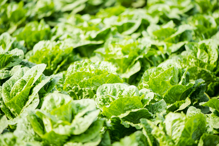 Green vegetables growing in field, farming and local produce conceptの写真素材