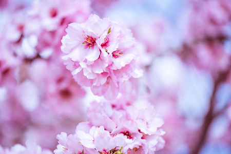 Spring blossom orchard. Abstract blurred background. Pastel colors and toned effect. Copy space with border.の写真素材