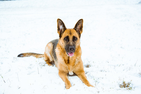 German shepherd dog lying in snow.の写真素材