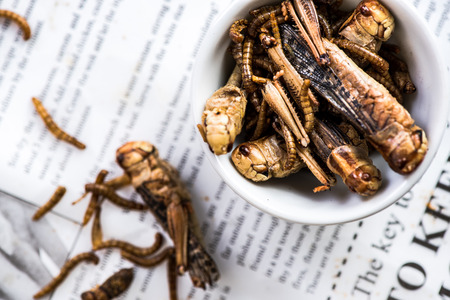 Fried edible worms, alternative proteins source food.