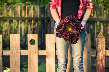 Authentic gardener woman hold red lettuce in garden.Toned image.の写真素材